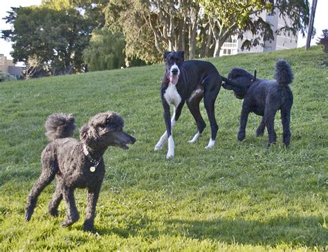 Poodle And Great Dane