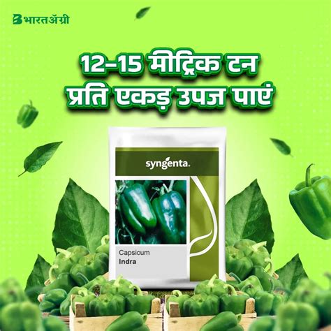 Buy Syngenta Capsicum Seeds Online - Best Price & Quality – BharatAgri ...