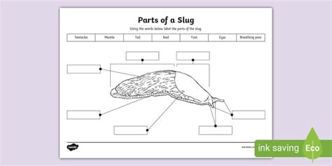 Parts of a Slug Worksheet (teacher made) - Twinkl