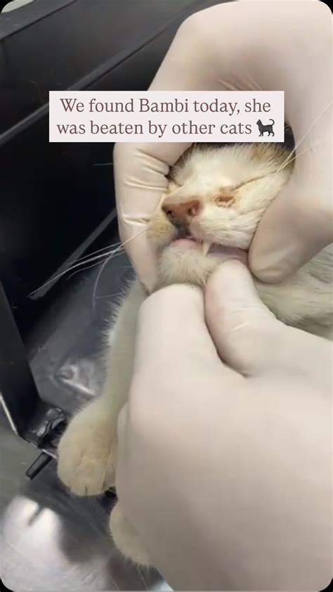Seçkin Yetkin | We found sweet Bambi injured from cat fights, her tiny body covered in wounds ...