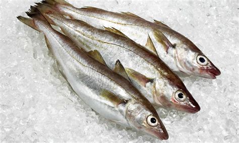 Whiting Fish Facts - Merlangius merlangus - A-Z Animals