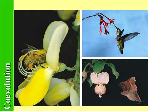 Image result for Coevolution 3rd Year PDF