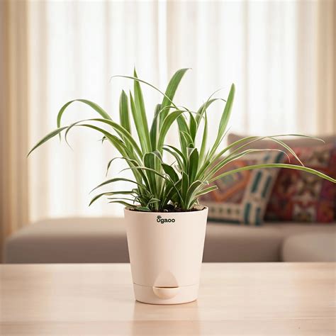 Buy Spider Plant Chlorophytum Spider| Benefits, Tips & Placement – Ugaoo