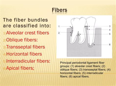 Anatomy of the Periodontium | PPT