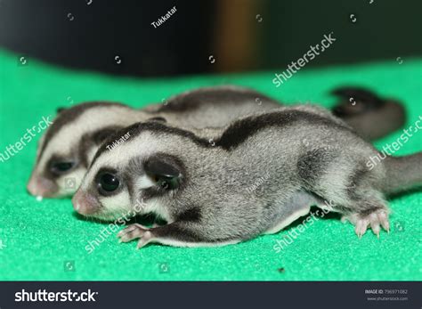 Petaurus Breviceps Sugar Glider Special Pet Stock Photo 796971082 ...