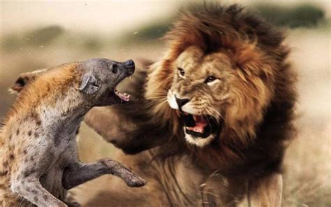 残酷的竞争法则:野生动物生死搏斗精彩瞬间(图)-搜狐滚动
