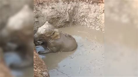 Dramatic rescue in Odisha’s Angul as forest team saves elephant calf ...