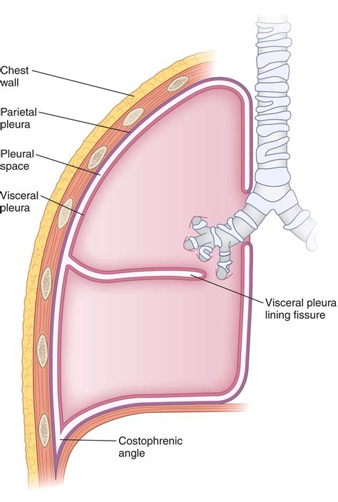 Image result for Poumon Normal Scanner