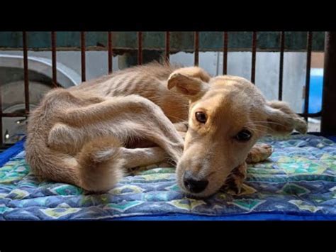 Scared and Skinny Dog Finally Finds Happiness - YouTube