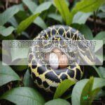 Image result for How Does Carpet Python Gave Birth