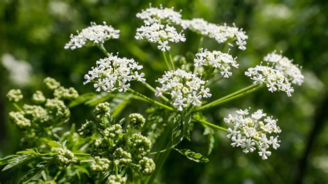 Does Poison Hemlock Grow In Indiana at Brianna Rocher blog