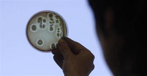 Drug-resistant typhoid variants are crossing borders from India ...