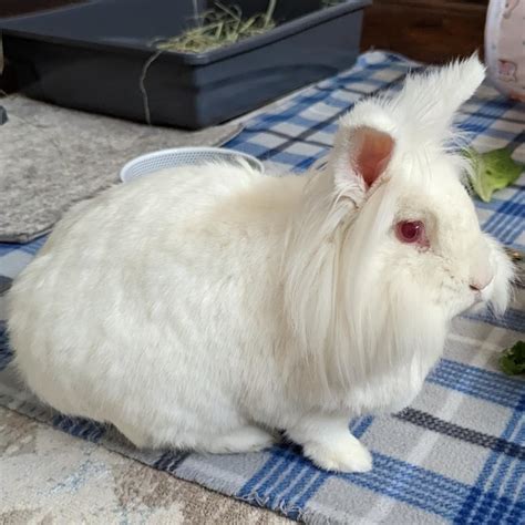 House Rabbit Society Ga