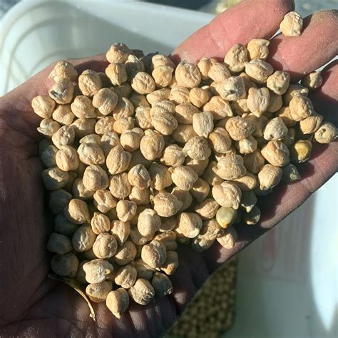 Garbanzo Bean - Daggawalla Seeds
