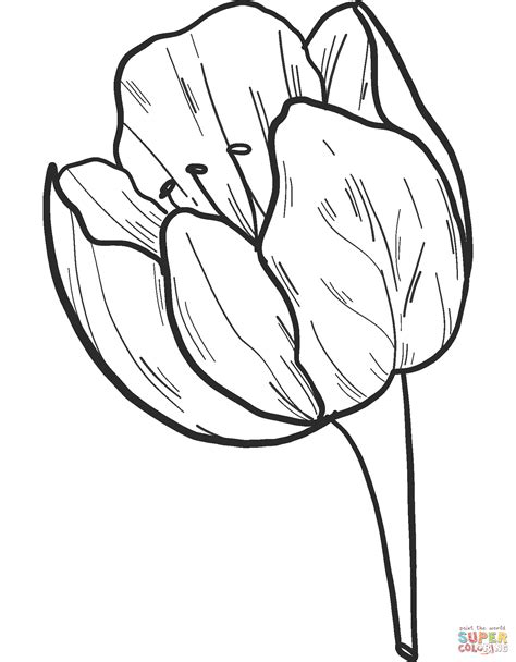 Collection of Tulip Coloring Pages - Free Printable