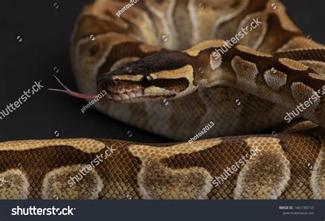 Ball Python Song 的图像结果
