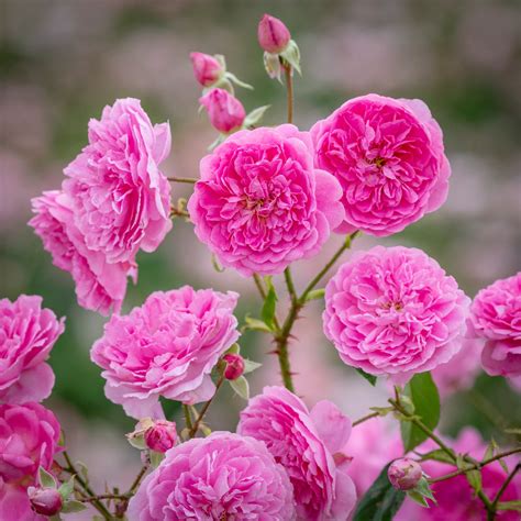 A Simple Guide To Planting Potted Shrub Roses In Containers