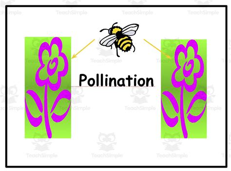 Pollination Explained 的图像结果