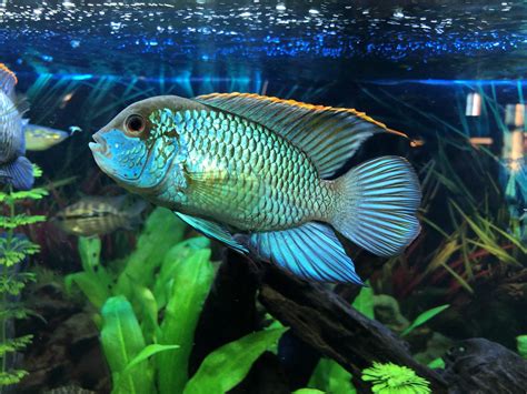 Electric Blue Acara: The Jewel of Your Aquarium - Care Guide