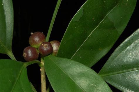 Dendropanax bahiensis Fiaschi | Plants of the World Online | Kew Science