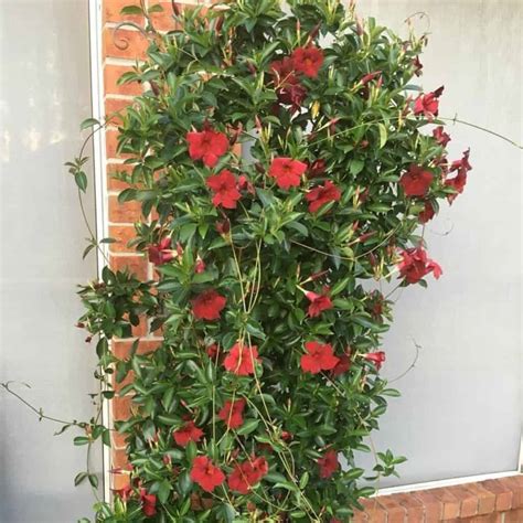 Mandevilla Winter Care: How To Overwinter Mandevilla Plants?