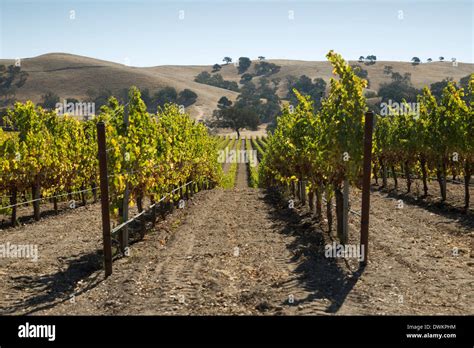 Vineyards and hills, near Los Olivos, Santa Ynez Valley, Santa Barbara ...