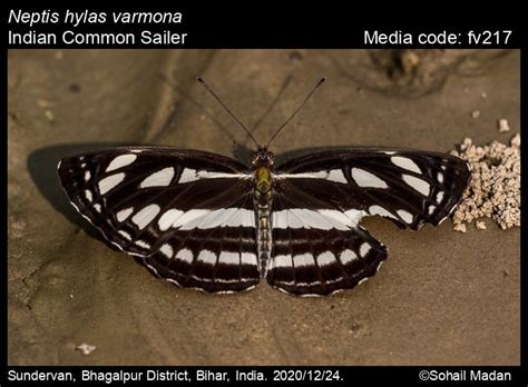 Neptis hylas | Butterfly