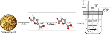 Whole-cell synthesis of 2,5-furandicarboxylic acid from pineapple waste ...
