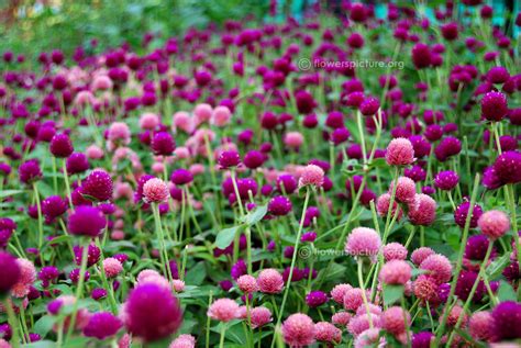 Flower Pictures List - A to Z Flowers, Plants with Names & Details