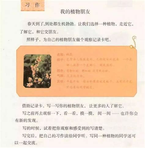 三年级语文下册第一单元习作《我的植物朋友》图文解读+范文_水仙花