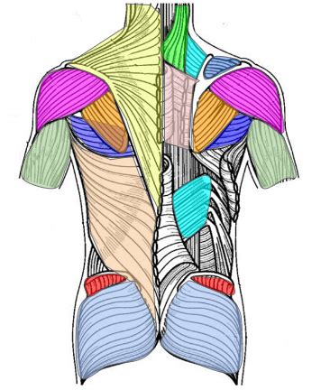 Back 的图像结果