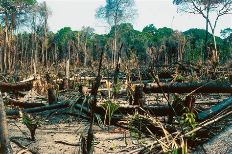 Rainforests, the "Lungs of Our Planet", Could Be Gone in 100 Years ...