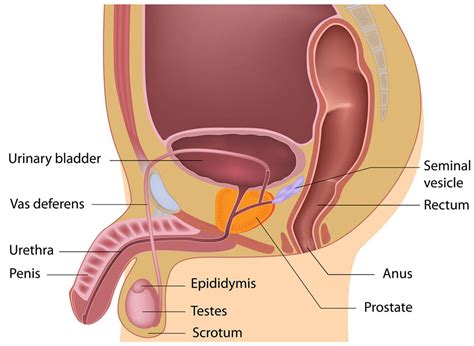 Image result for Male Reproductive System Components