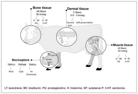 Pain at the Slaughterhouse in Ruminants with a Focus on the ...