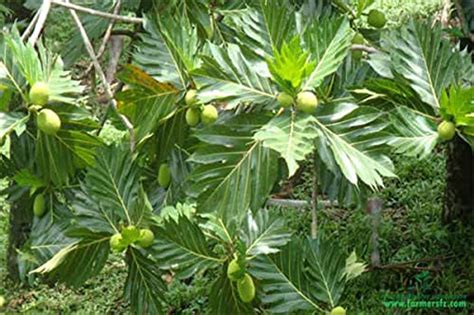Rare Artocarpus altilis Breadfruit Seedless Tasty Tropical Fruit Live ...