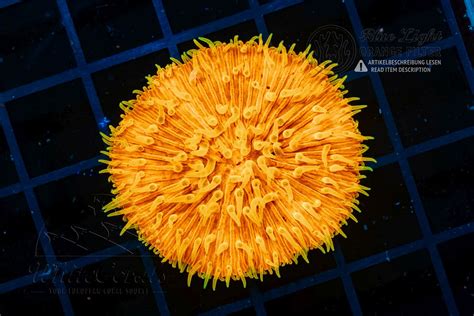 Fungia Flat Super Orange (Filter)-LPS_241228_023