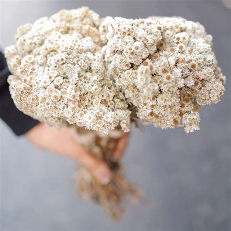 Buy Handcrafted Dried White Daisies Flower Decor Bunch Online On Zwende