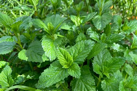 Lemon Balm - The Plant Good Seed Company