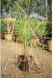 Cloud Farm Lemon Grass Plant Price in India - Buy Cloud Farm Lemon ...