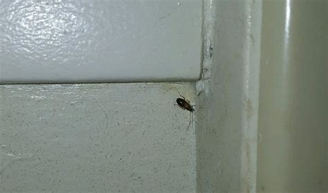 BUDGET INN WINTER HAVEN AUBURNDALE - Hotel Reviews, Photos, Rate ...