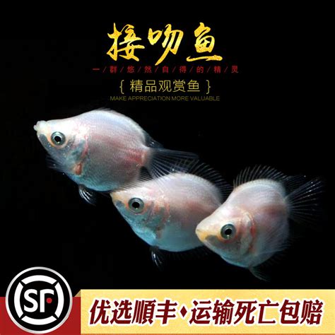 斗鱼什么礼物最多最新素材