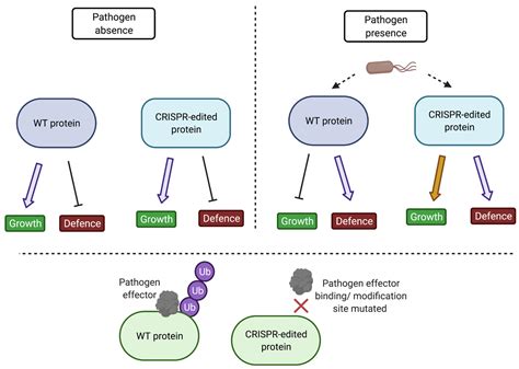 Understanding and Exploiting Post-Translational Modifications for Plant ...
