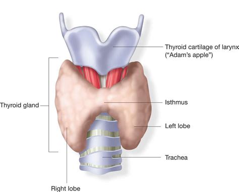 thyroid gland diagram, - Brainly.in