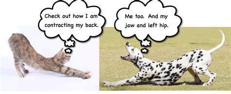 Image result for How to Pandiculate