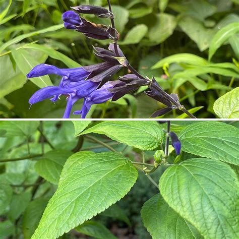 Black And Blue Salvia In Containers