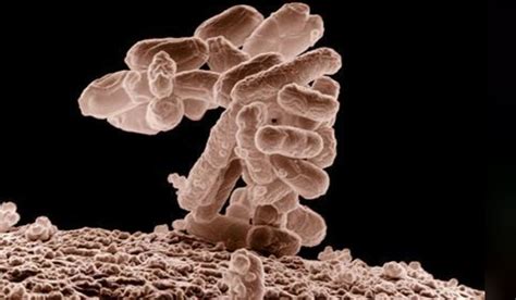 Diet and lifestyle will impact gut bacteria- The Week