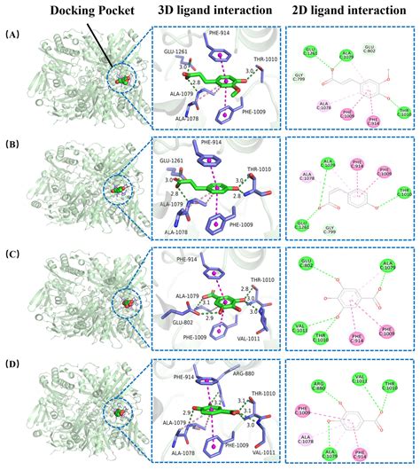 Inhibition of Xanthine Oxidase by Four Phenolic Acids: Kinetic ...