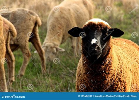 Spanish Black Sheep Paying Attention. Stock Photo - Image of paying ...