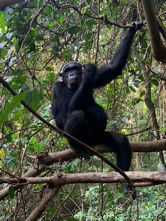 Gombe Safari - Kigoma | Tripadvisor