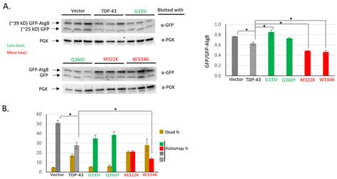 Expression of Wild-Type and Mutant Human TDP-43 in Yeast Inhibits ...